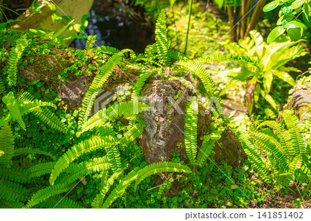 生長在岩石區域的蕨類植物 生長在岩石區域的蕨類植物 141851402