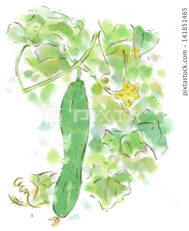 Watercolor illustration of a cucumber, a summer plant. Watercolor illustration of a cucumber, a summer plant. 141851465