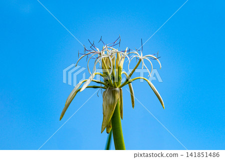 Yakushima, the island where gods reside: Crinum lily flowers (summer) Yakushima, the island where gods reside: Crinum lily flowers (summer) 141851486