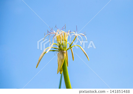 Yakushima, the island where gods reside: Crinum lily flowers (summer) Yakushima, the island where gods reside: Crinum lily flowers (summer) 141851488