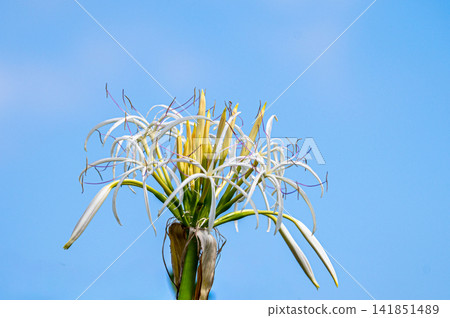 Yakushima, the island where gods reside: Crinum lily flowers (summer) Yakushima, the island where gods reside: Crinum lily flowers (summer) 141851489