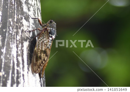 The cicada, a symbol of summer. The cicada, a symbol of summer. 141851649
