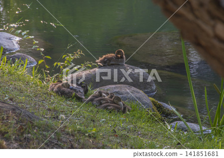 北海道札幌市中島公園的景色 北海道札幌市中島公園的景色 141851681