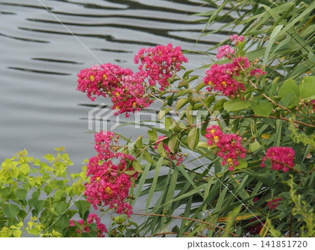 Flowers by the moat Flowers by the moat 141851720