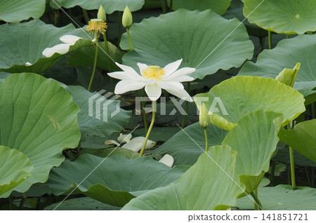 Lotus flower Lotus flower 141851721