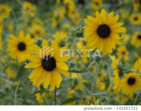 sunflower sunflower 141851722