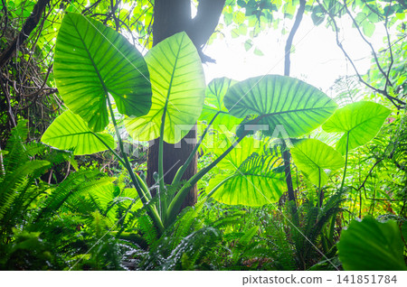 Yakushima, the island where gods reside: Alocasia macrorrhizos (summer) Yakushima, the island where gods reside: Alocasia macrorrhizos (summer) 141851784