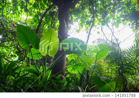 Yakushima, the island where gods reside: Alocasia macrorrhizos (summer) Yakushima, the island where gods reside: Alocasia macrorrhizos (summer) 141851788