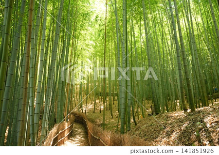 bamboo forest 813 bamboo forest 813 141851926