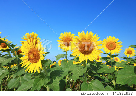 Sunflower field 977 Sunflower field 977 141851938