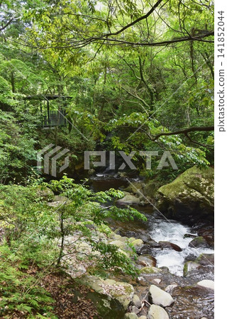 湯河原町、萬葉公園、千歲川以及湯河原宗湯河沿岸的蔥鬱綠意。 湯河原町、萬葉公園、千歲川以及湯河原宗湯河沿岸的蔥鬱綠意。 141852044