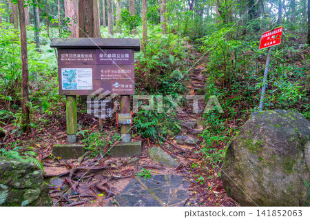 Yakushima World Natural Heritage Site, Mt. Motchom, trailhead (summer) Yakushima World Natural Heritage Site, Mt. Motchom, trailhead (summer) 141852063
