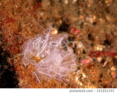 translucent sea squirt translucent sea squirt 141852145