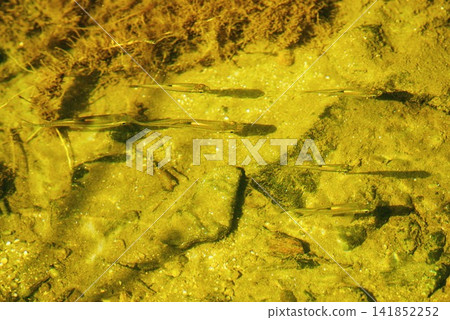 River fish swimming in a stream flowing with mountain water River fish swimming in a stream flowing with mountain water 141852252