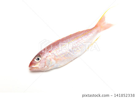馬鮫魚 141852338