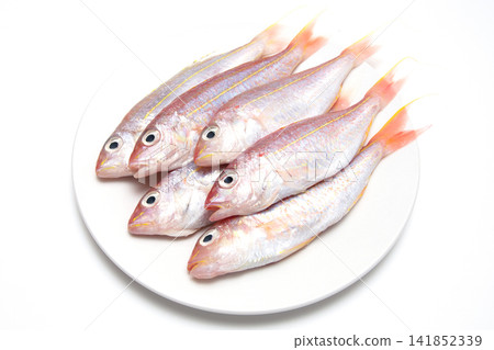 馬鮫魚 馬鮫魚 141852339