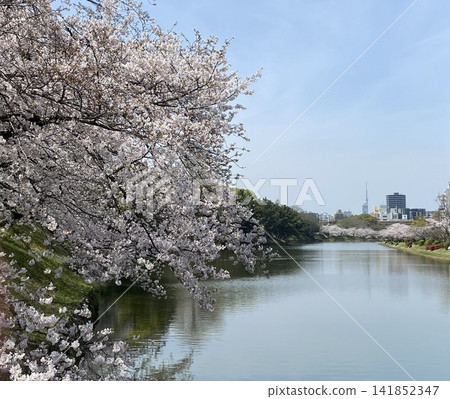 The scenery of cherry blossoms and the moat at Fukuoka Castle ruins. The scenery of cherry blossoms and the moat at Fukuoka Castle ruins. 141852347