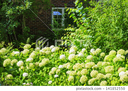 Barakura English Garden, full of summer flowers in Tateshina Kogen Barakura English Garden, full of summer flowers in Tateshina Kogen 141852550