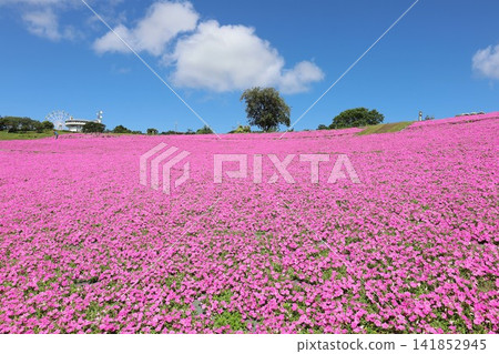 Pink sigh of Mother Farm Pink sigh of Mother Farm 141852945