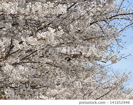 Cherry blossoms and blue sky at Fukuoka Castle ruins Cherry blossoms and blue sky at Fukuoka Castle ruins 141852946