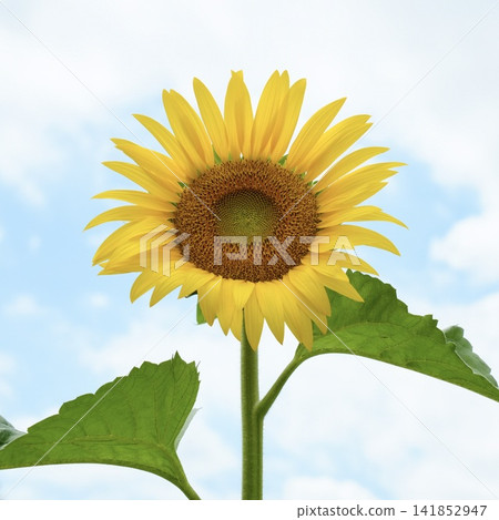 Sunflowers and the blue sky Sunflowers and the blue sky 141852947