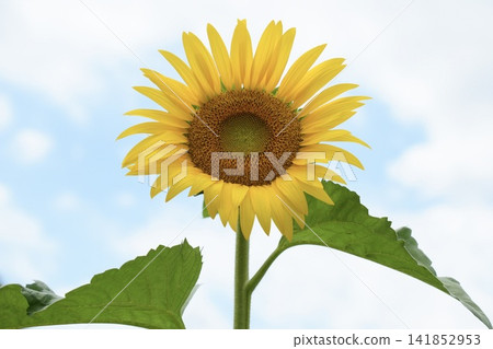 Sunflowers and the blue sky Sunflowers and the blue sky 141852953