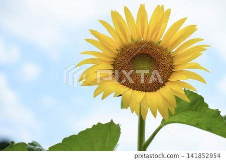 向日葵和藍天 向日葵和藍天 141852954