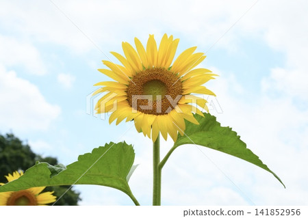 Sunflowers and the blue sky Sunflowers and the blue sky 141852956