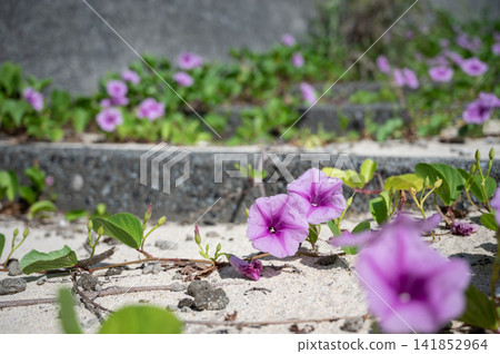 海灘牽牛花 海灘牽牛花 141852964