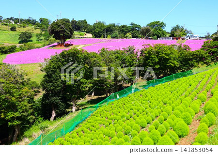 A collaboration of pink petunia fields and green kochia fields. A collaboration of pink petunia fields and green kochia fields. 141853054