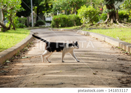 A black and white cat crosses a walking path in a sunny park. A black and white cat crosses a walking path in a sunny park. 141853117