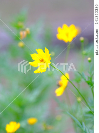 黃波斯菊 黃波斯菊 141853386