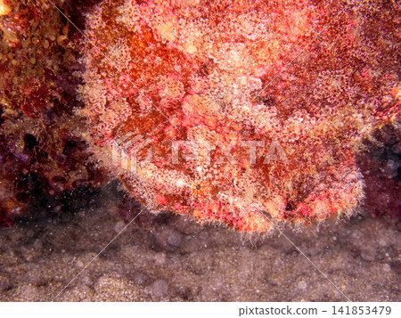 Frog anglerfish hiding in the crevices of rocks 141853479