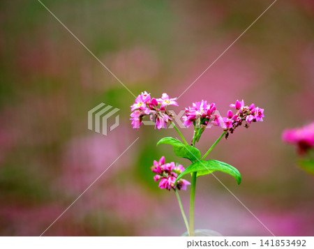 Pretty red flowers Pretty red flowers 141853492