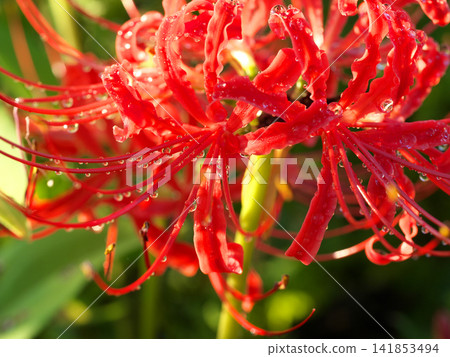 Red amaryllis after rain Red amaryllis after rain 141853494