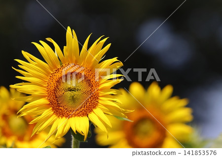 開花往太陽的向日葵 開花往太陽的向日葵 141853576