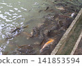 觀光區的魚群 141853594