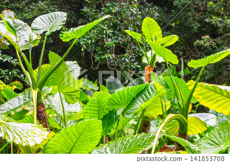 Yakushima World Natural Heritage Site: Alocasia macrorrhizos (Summer) Yakushima World Natural Heritage Site: Alocasia macrorrhizos (Summer) 141853708
