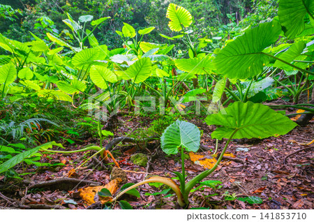 Yakushima World Natural Heritage Site: Alocasia macrorrhizos (Summer) Yakushima World Natural Heritage Site: Alocasia macrorrhizos (Summer) 141853710