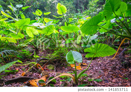 Yakushima World Natural Heritage Site: Alocasia macrorrhizos (Summer) Yakushima World Natural Heritage Site: Alocasia macrorrhizos (Summer) 141853711