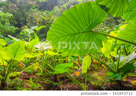 Yakushima World Natural Heritage Site: Alocasia macrorrhizos (Summer) Yakushima World Natural Heritage Site: Alocasia macrorrhizos (Summer) 141853712