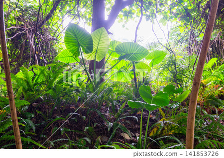 Yakushima, the island where gods reside: Alocasia macrorrhizos (summer) Yakushima, the island where gods reside: Alocasia macrorrhizos (summer) 141853726