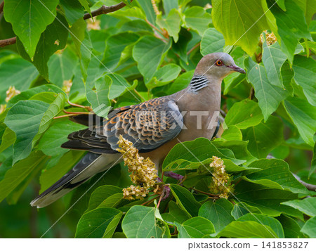 A turtle dove perched on a tree with fresh green leaves. A turtle dove perched on a tree with fresh green leaves. 141853827