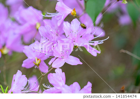 粉紅色杜鵑花和小甲蟲 粉紅色杜鵑花和小甲蟲 141854474