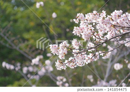 Cherry blossom branches in the spring sunlight Cherry blossom branches in the spring sunlight 141854475