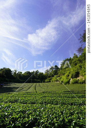 Yamazoe Village, Nara Prefecture: Tea fields stretching under a blue sky Yamazoe Village, Nara Prefecture: Tea fields stretching under a blue sky 141854845