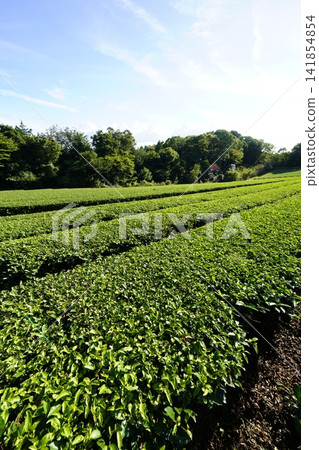 奈良縣山添村:藍天下綿延的茶園 奈良縣山添村:藍天下綿延的茶園 141854854