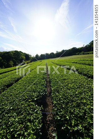 奈良縣山添村:藍天下綿延的茶園 奈良縣山添村:藍天下綿延的茶園 141854855