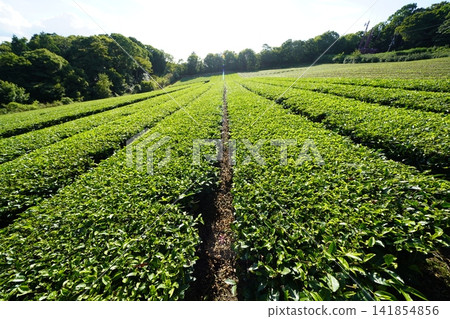 奈良縣山添村:藍天下綿延的茶園 奈良縣山添村:藍天下綿延的茶園 141854856