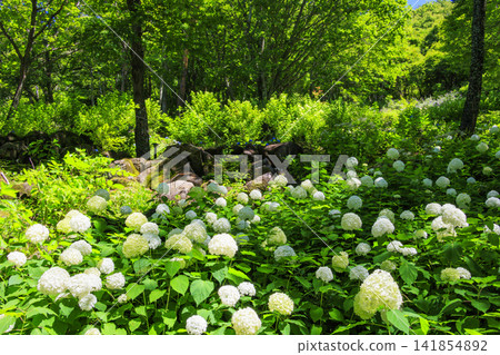 Fujimi Kogen Resort Shirakaba area in full bloom 141854892